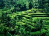 bali-indonesia-landscape1